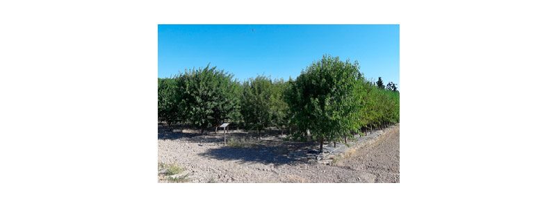 Almendros