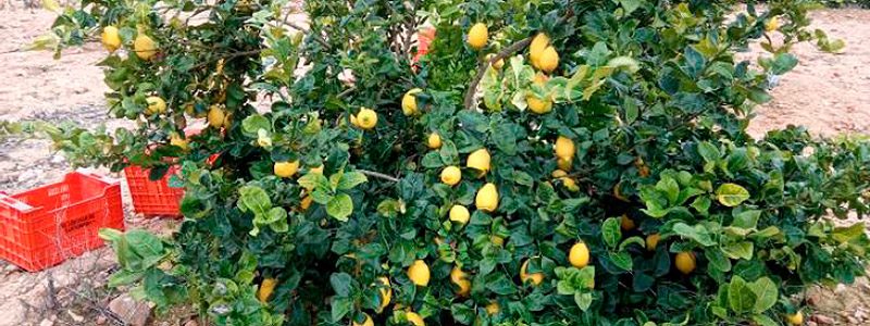 Limonero variedad Verna