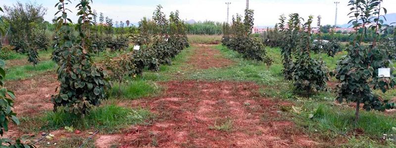 Cultivo de Caqui ecologico
