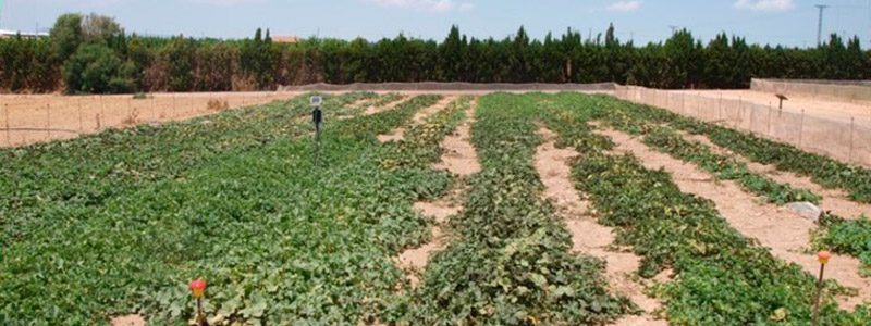 Cultivo de Melón Galia
