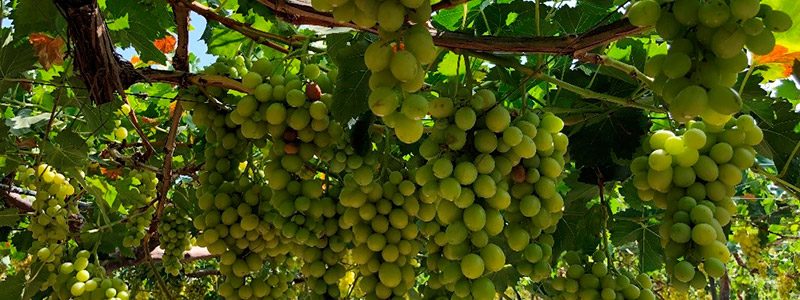 Uvas