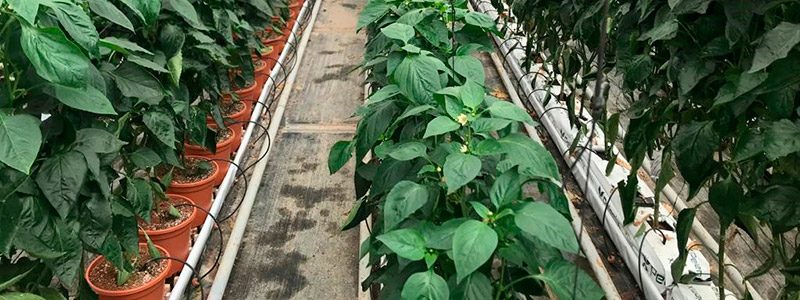 Cultivo de pimiento en invernadero