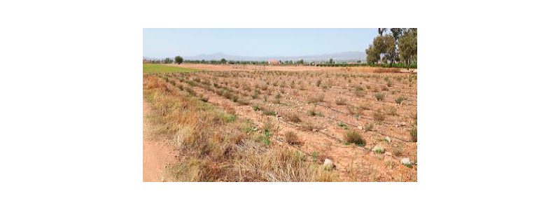 Cultivo en zona semiárida