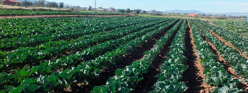Cultivo de Brassicas