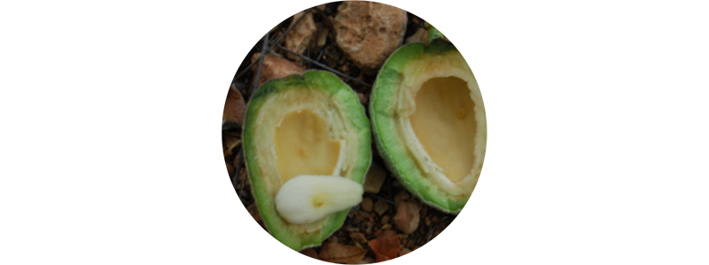 Almendra