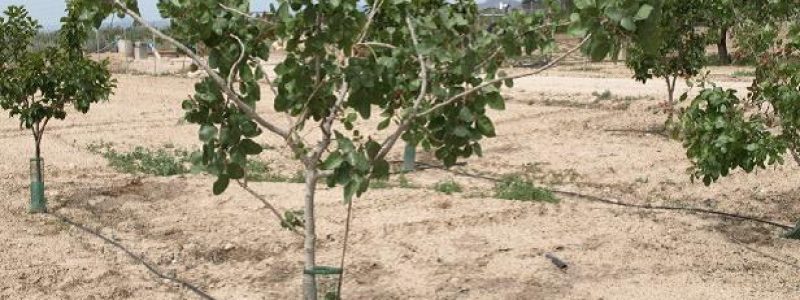 Cultivo de distintas variedades de frutales