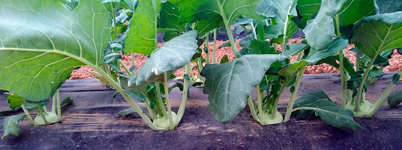 kohlrabi