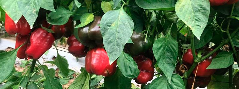 Pimiento