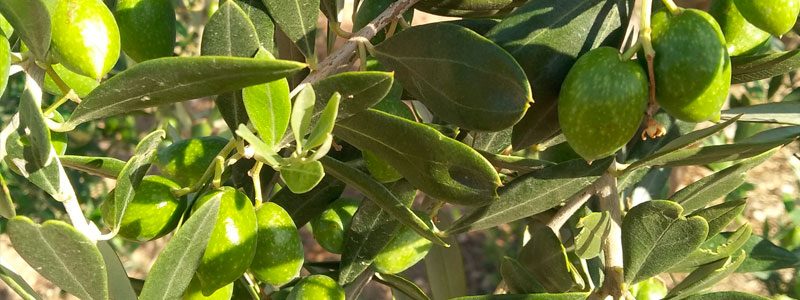 Olivo