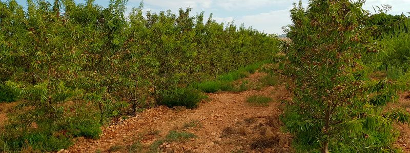 Almendros