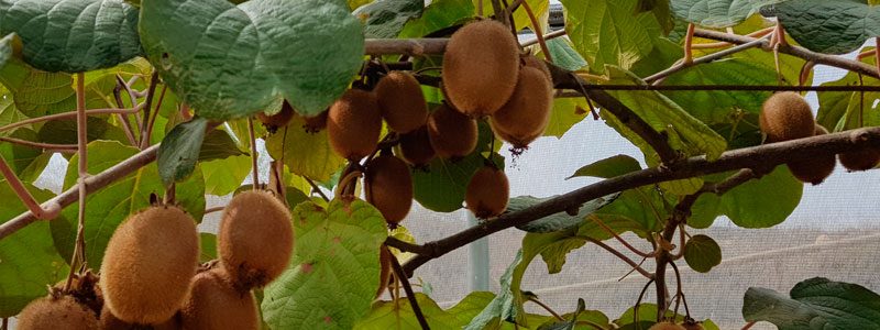 Kiwis en el árbol