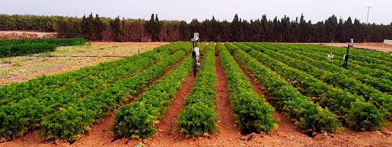 Cultivo ecológico de apio blanco