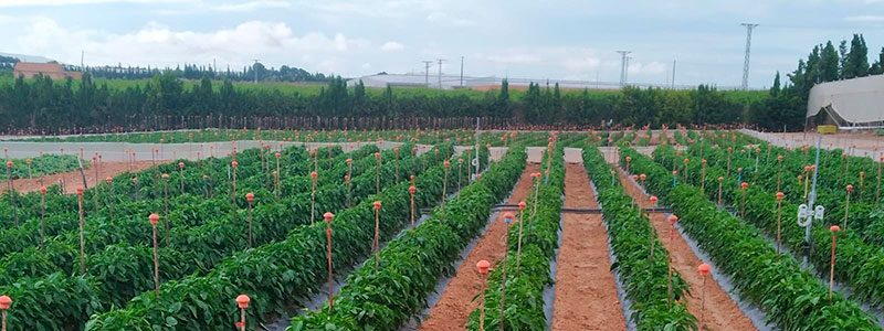 Cultivo de pimiento al aire libre