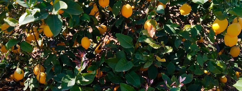 Limonero