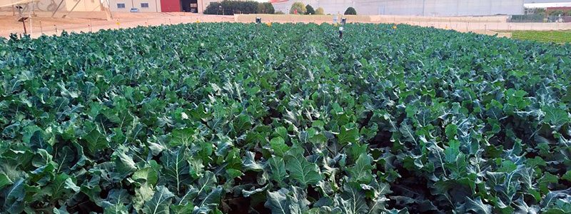 Cultivo de brócoli