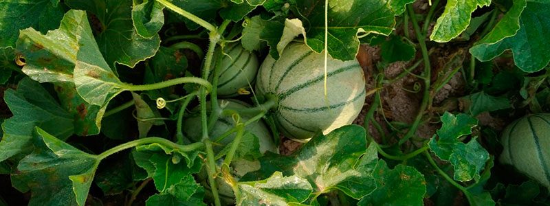 Melón Cantaloup