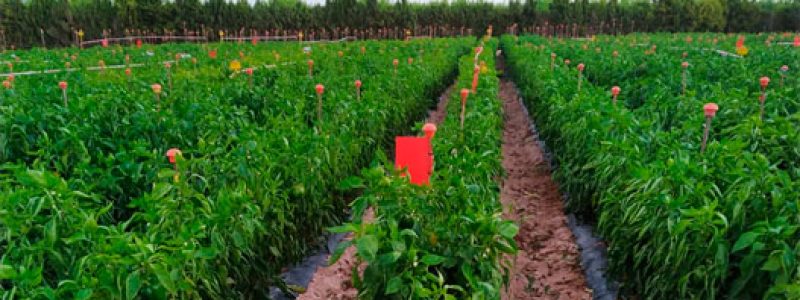 Cultivo de pimiento al aire libre