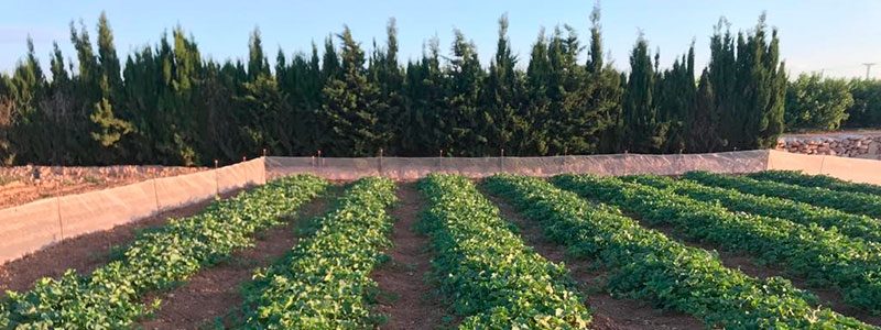 Cultivo de melón galia-lima