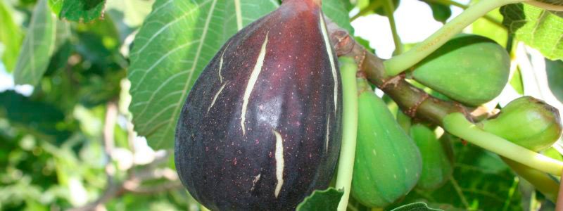 Higo
