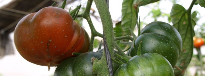 Tomates Raf