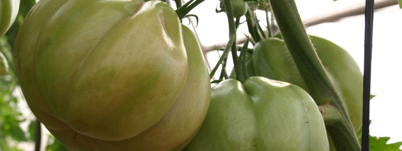 Tomates