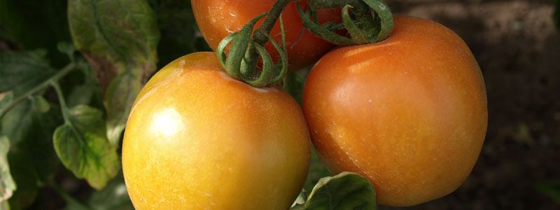 Tomate tipo pera