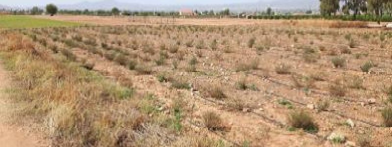 Cultivo de Terfezia claveryi