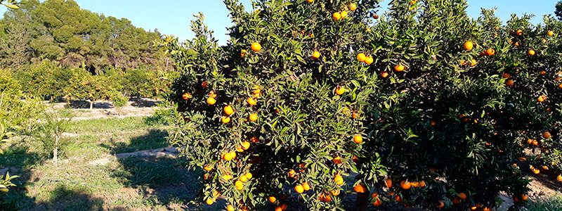 Parcela de citricos