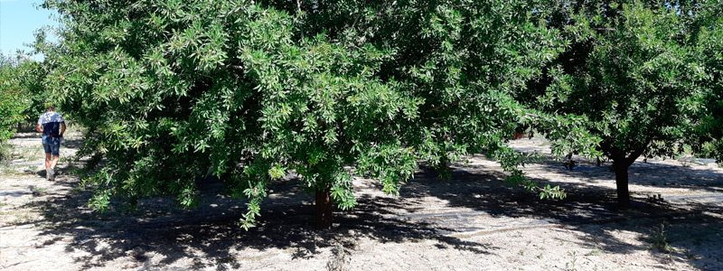 Almendros