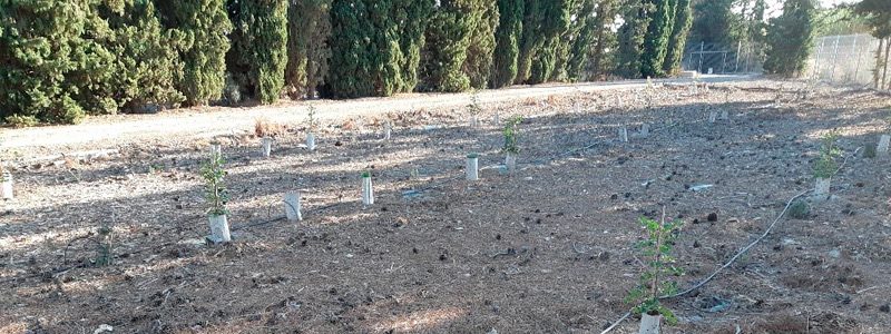 Superficie con estructuras vegetales