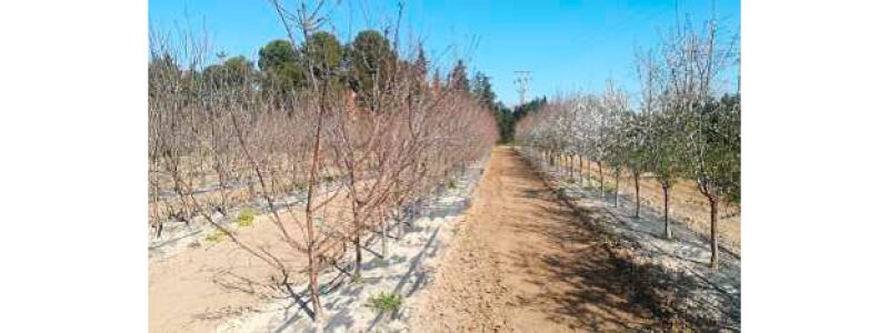 Almendros