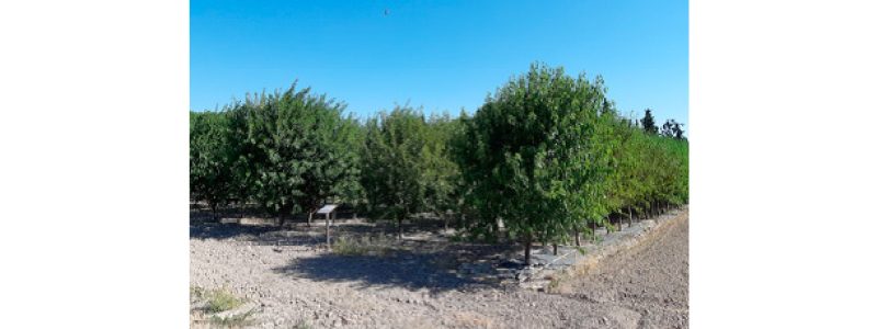 Almendros