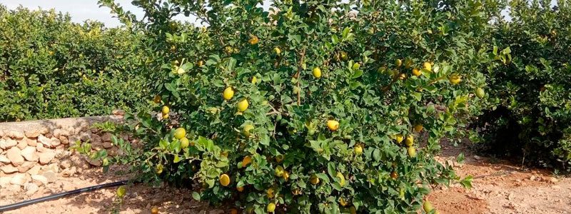 Limonero