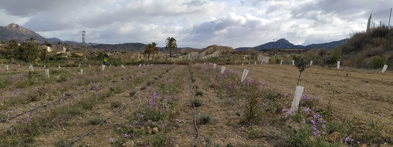 Cultivo de la Terfezia Claveryi