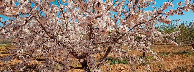21CLN1_1-Almendro-floracion