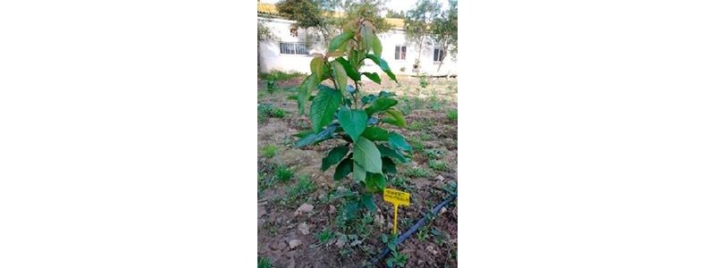 Cultivo de cerezo