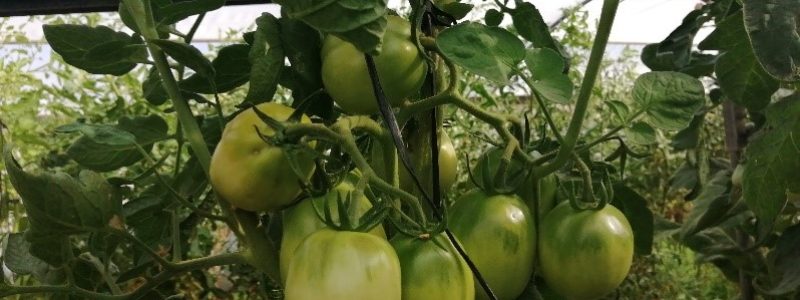 Cultivo ecológico de tomate