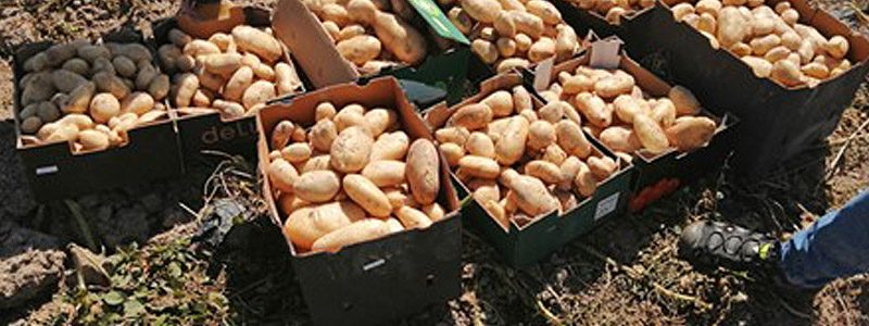 Patatas