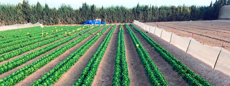 Cultivo de lechuga