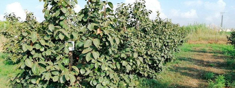 Cultivo de caqui