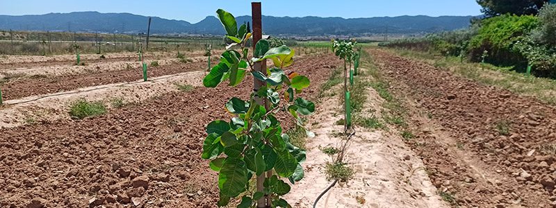 Cultivo del pistachero