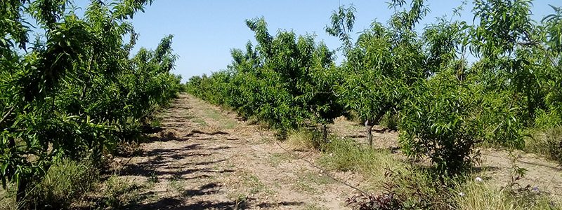 Frutales de hueso y pepita