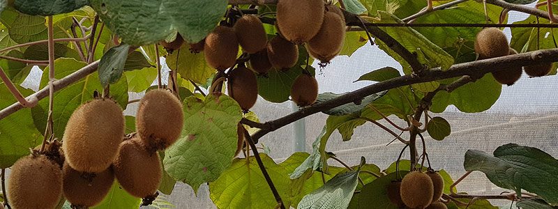 22CLN1_12-Kiwi