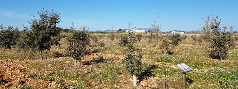 22CLN1_3-Parcela_trufera