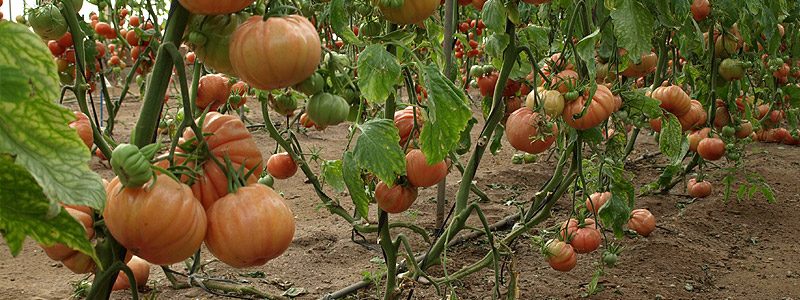 22CLO1_2-Tomate