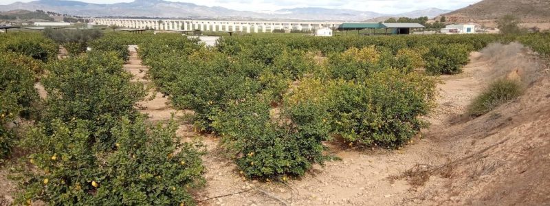 22OHM1_1 limon verna conv_foto