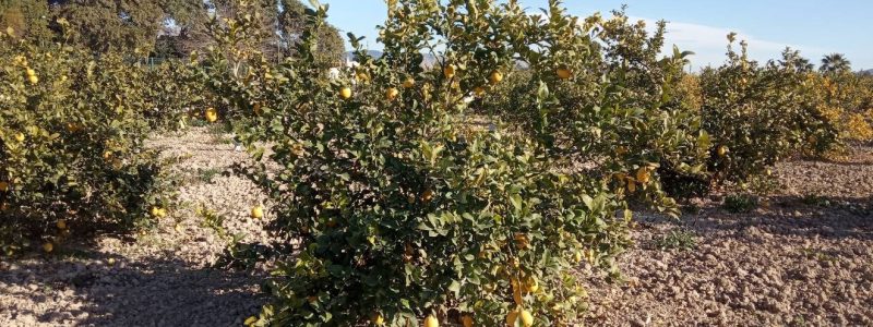 22OHM1_2 limon fino eco_foto