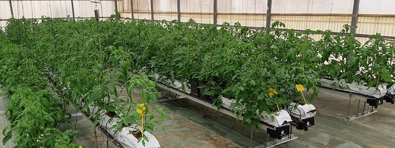CTP1_3_tomates