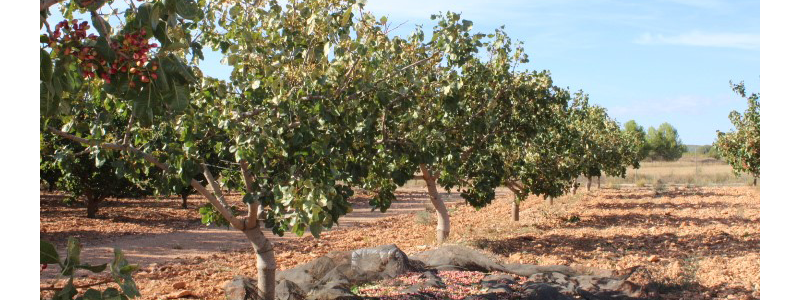 pistacho